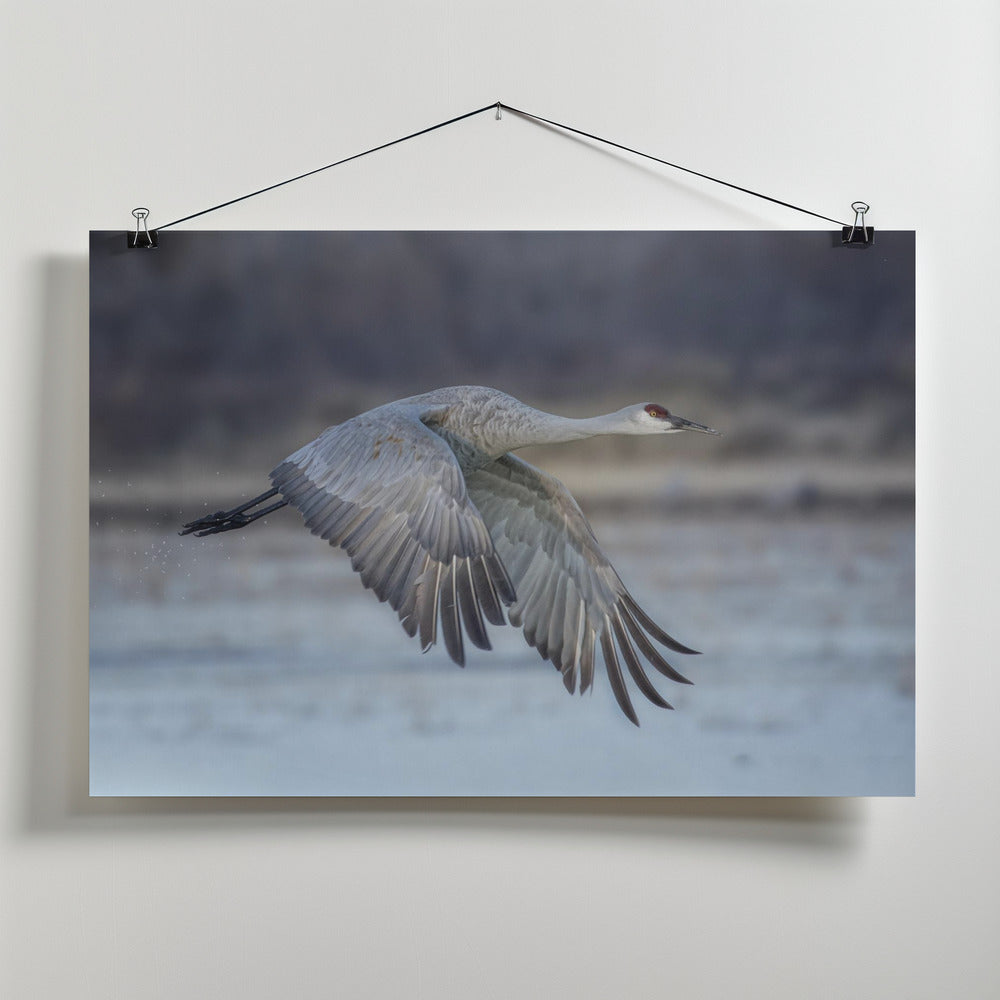 Art Prints of A Sandy Hill Crane in Flight
