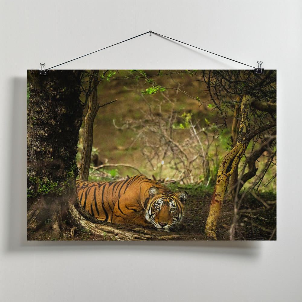 Art Prints of The Poser