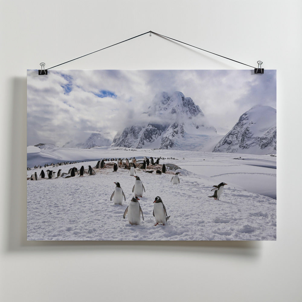 Art Prints of The Penguins Natual Habitat in Antarctica