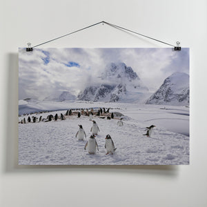 Art Prints of The Penguins Natual Habitat in Antarctica