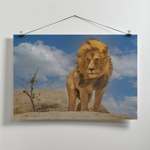 Art Prints of The Lion King