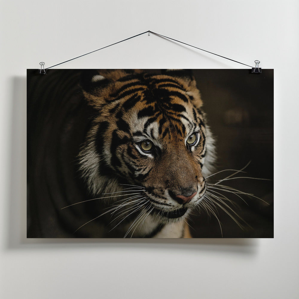 Art Prints of Tigers
