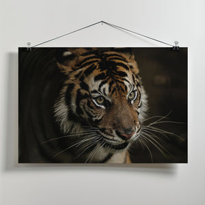 Art Prints of Tigers