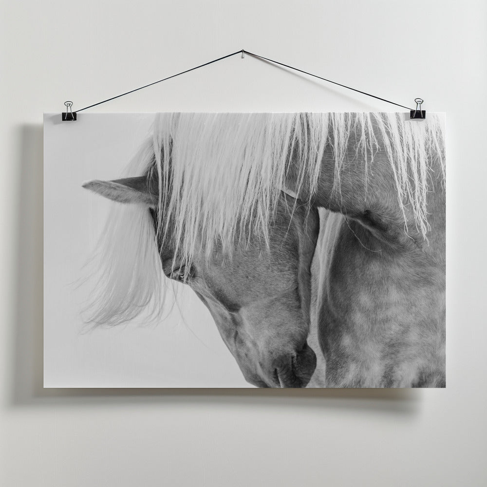 Art Prints of Halflinger Portrait