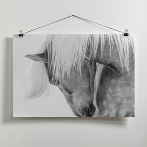 Art Prints of Halflinger Portrait