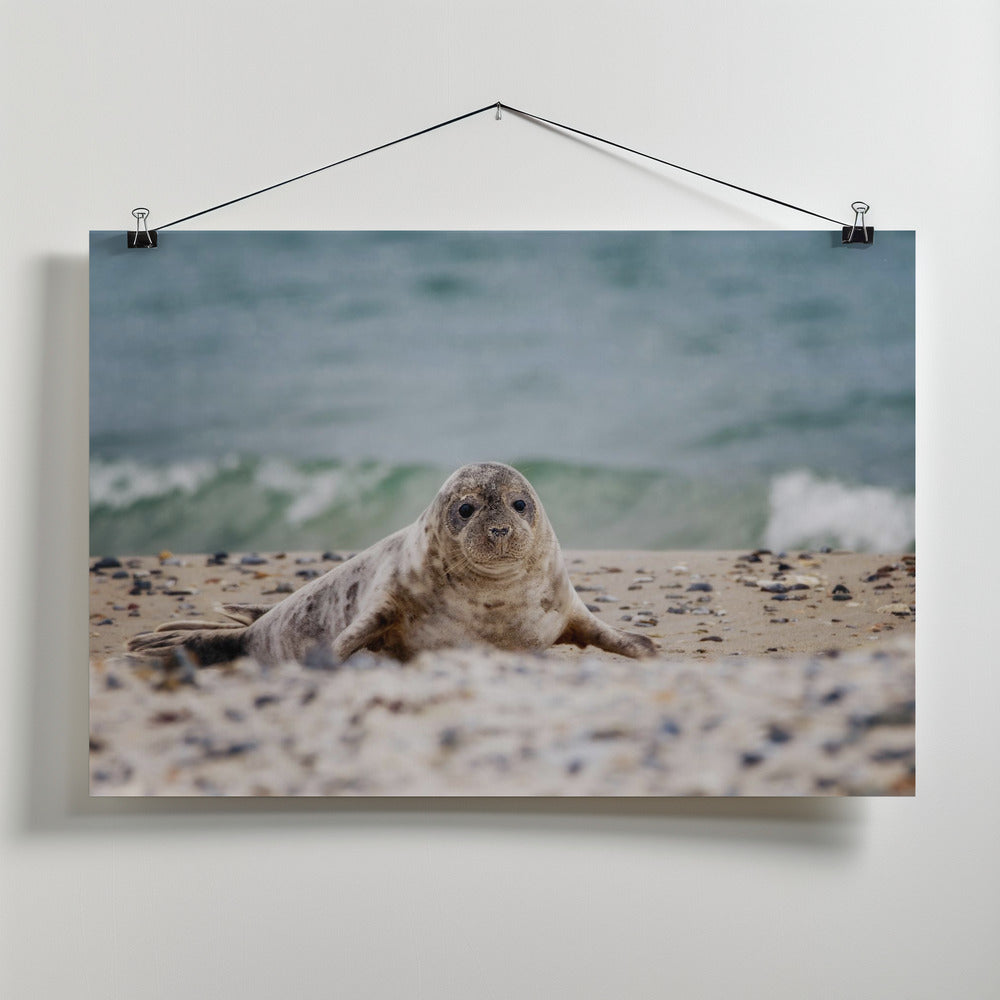 Art Prints of Seal on the beach