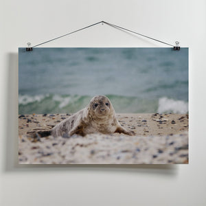 Art Prints of Seal on the beach
