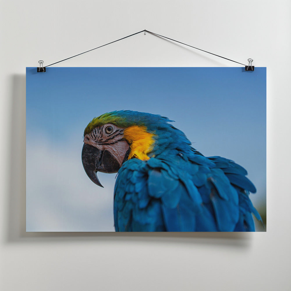 Art Prints of Osgar the Parrot.