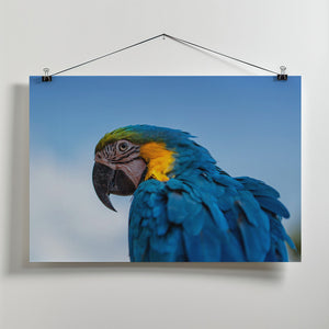 Art Prints of Osgar the Parrot.