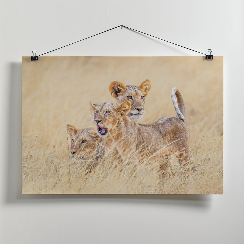 Art Prints of Kittens of the grasslands