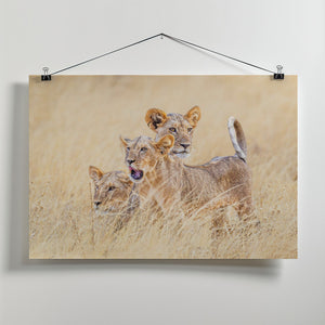 Art Prints of Kittens of the grasslands