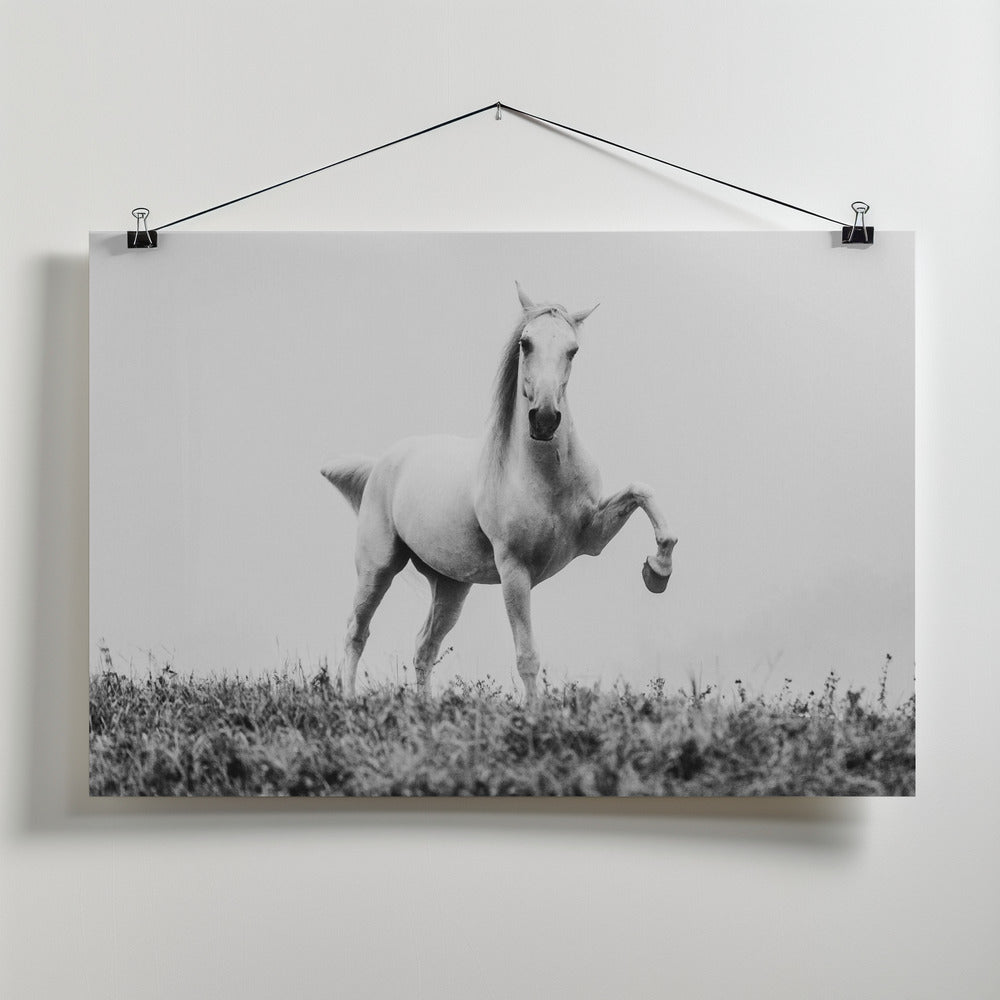 Art Prints of a short story about white beauty