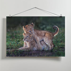 Art Prints of Playful lion cubs