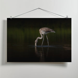 Canvas Art Print Greater Flamingo