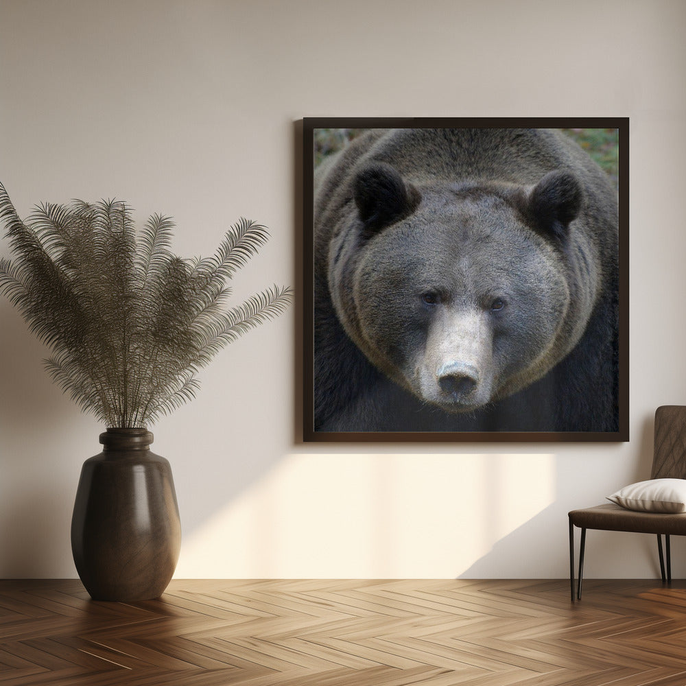 Canvas Art Print The Bear's look