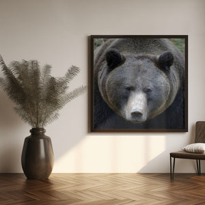 Canvas Art Print The Bear's look