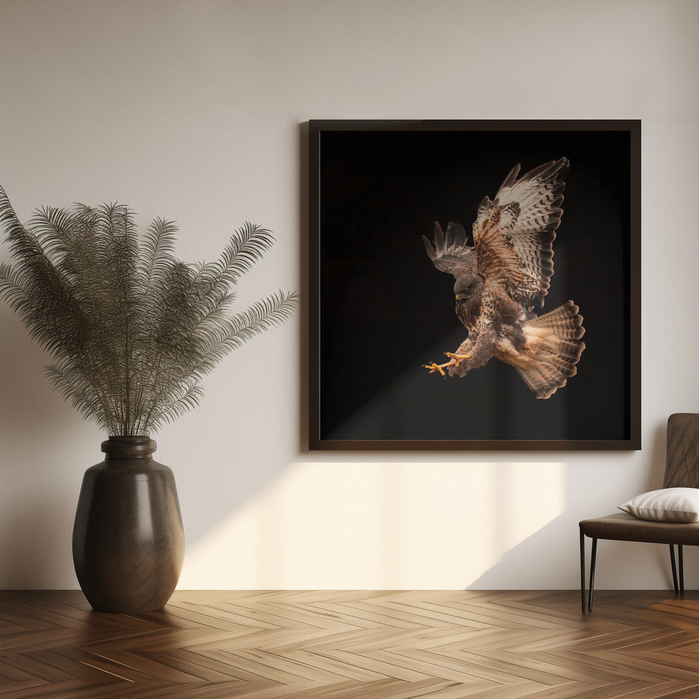 Canvas Art Print Buzzard going for a catch