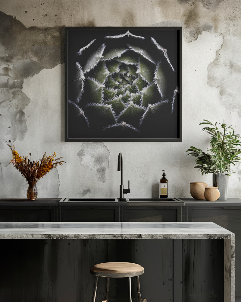 Sempervivum Rosette