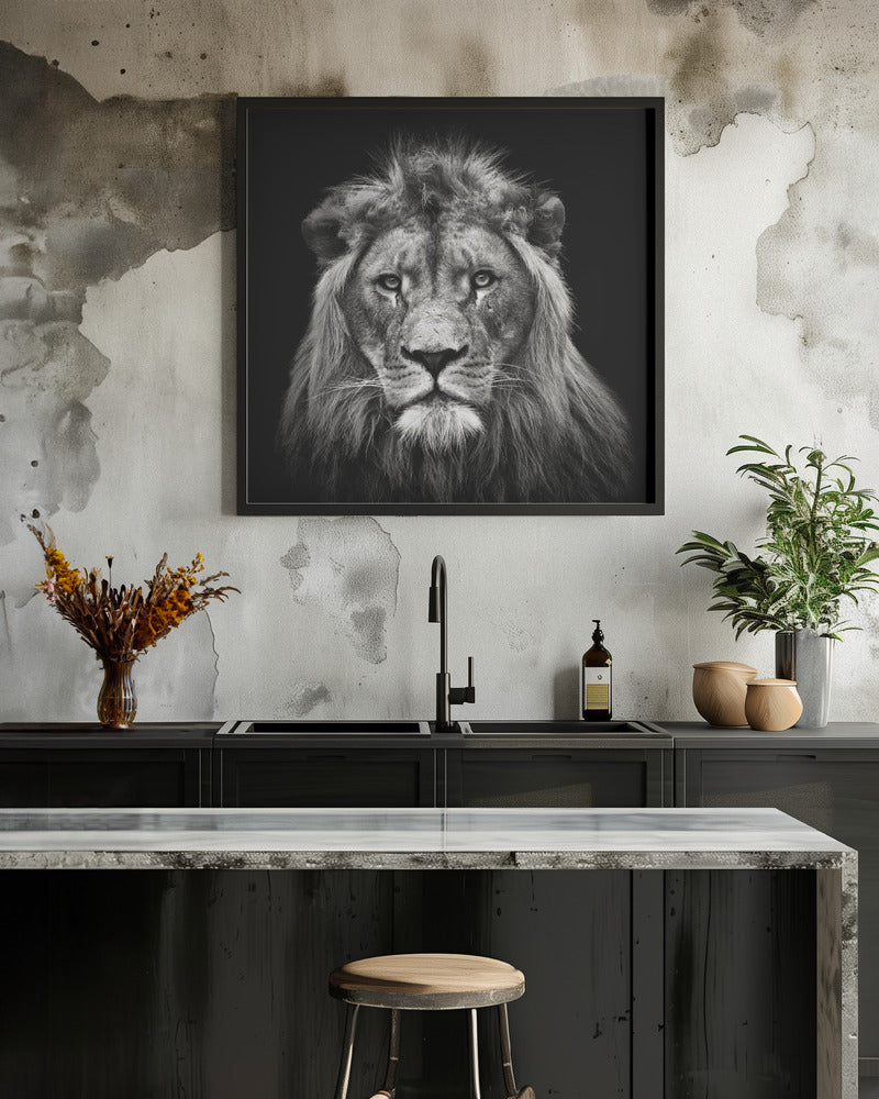 Young Male Lion