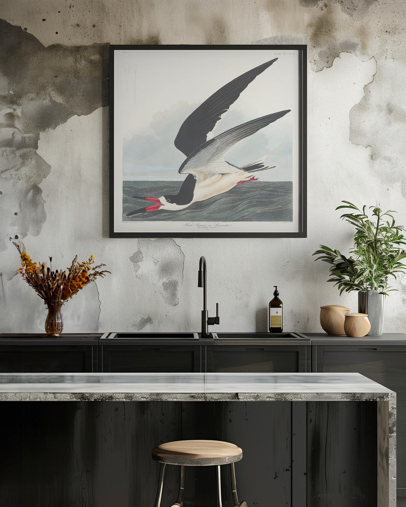 Black Skimmer From Birds of America (1827)