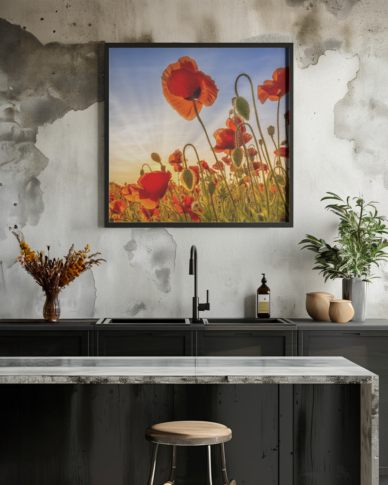 Fascinating poppies