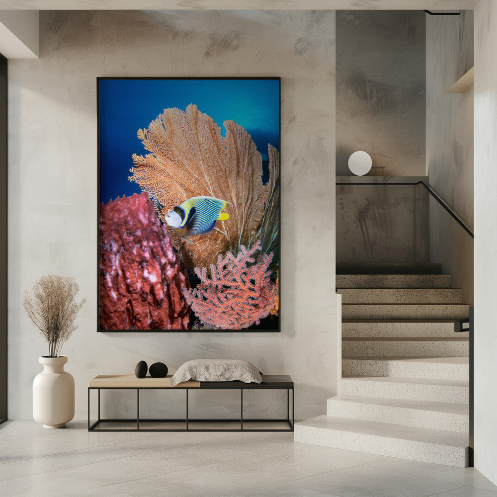 Art Prints of Angelfish and seafan
