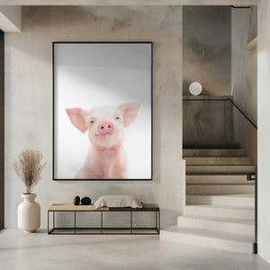 Canvas Art Print Baby Pig