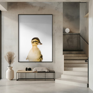Canvas Art Print Baby Duck