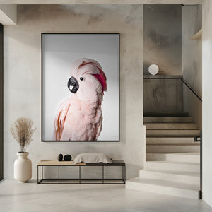 Canvas Art Print Pink Cockatoo
