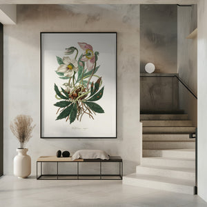 Art Prints of Christmas Rose (helleborus Niger)  Medical Botany