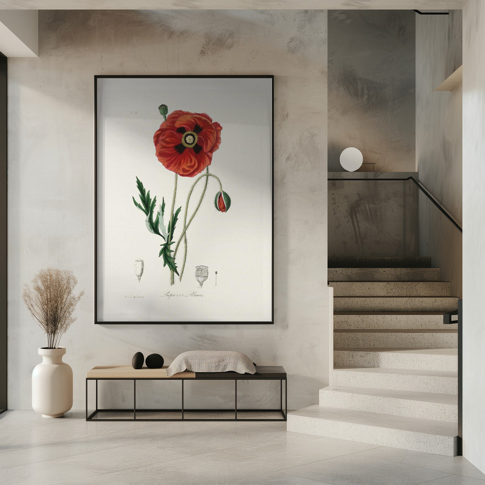 Art Prints of Common Poppy (papaver Rhoeas) Medical Botany