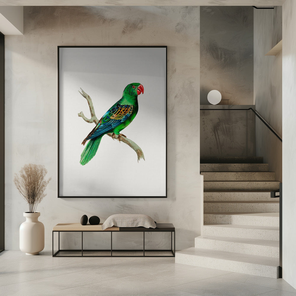 Great Billed Parrot