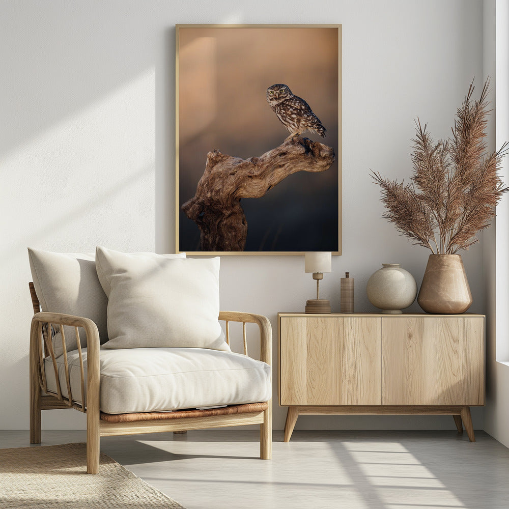 Art Prints of Little owl