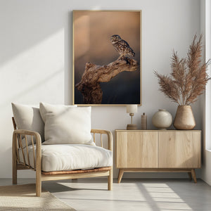 Art Prints of Little owl
