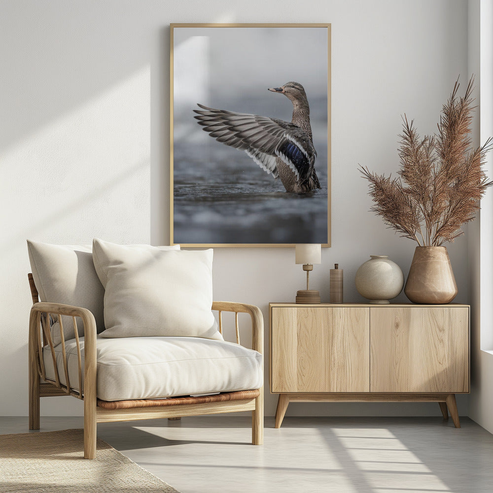 Canvas Art Print Female mallard with outstretched wings