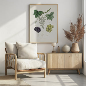 Art Prints of Common Grape Vine (vitis Vinifera) Medical Botany