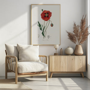 Art Prints of Common Poppy (papaver Rhoeas) Medical Botany