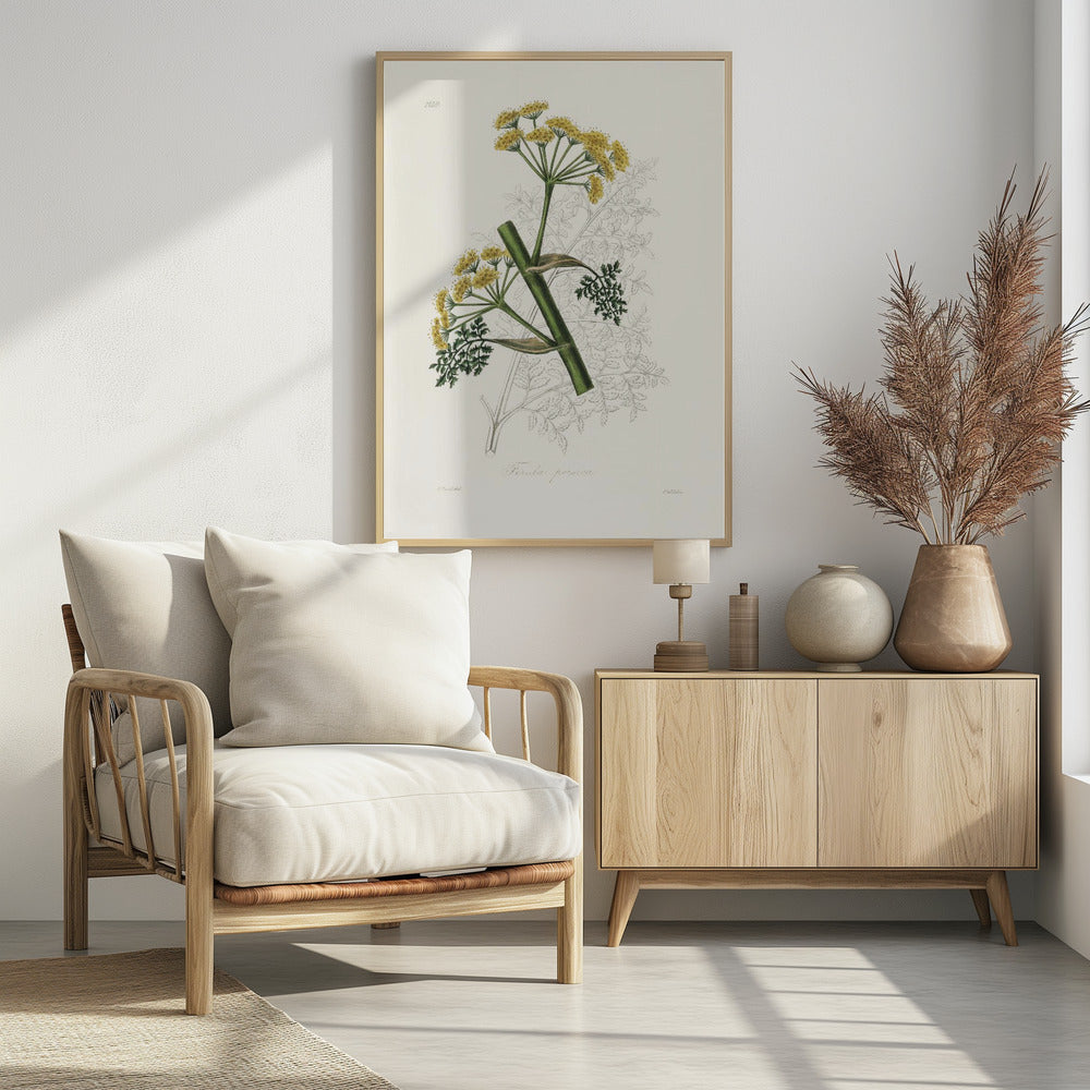 Art Prints of Ferula Persica Medical Botany
