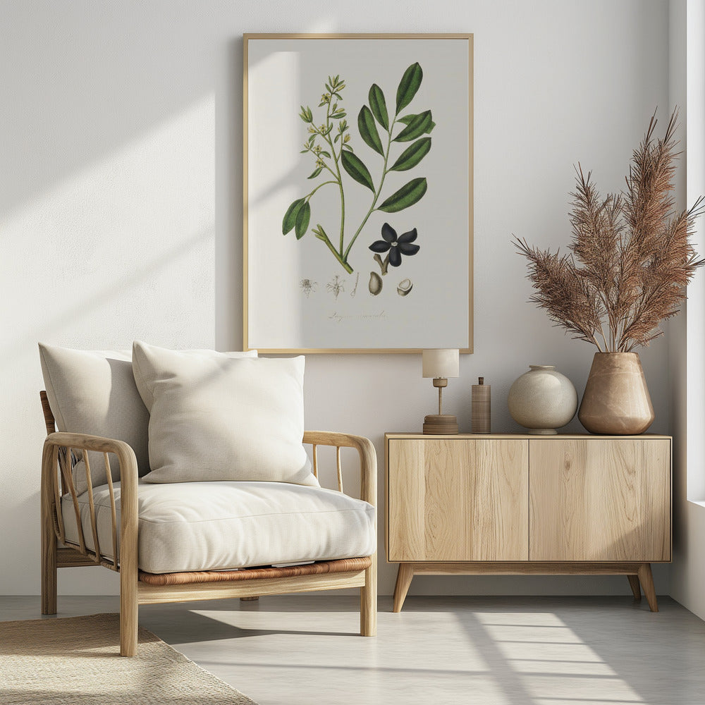 Art Prints of Lualsia Simarula Medical Botany