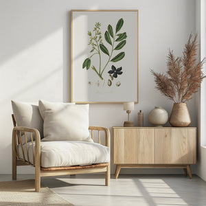 Art Prints of Lualsia Simarula Medical Botany