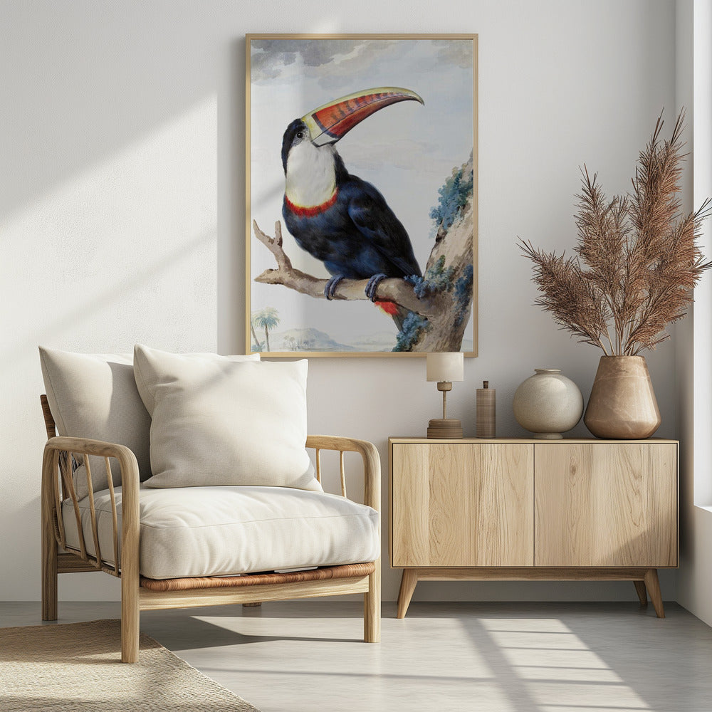 Red Billed Toucan