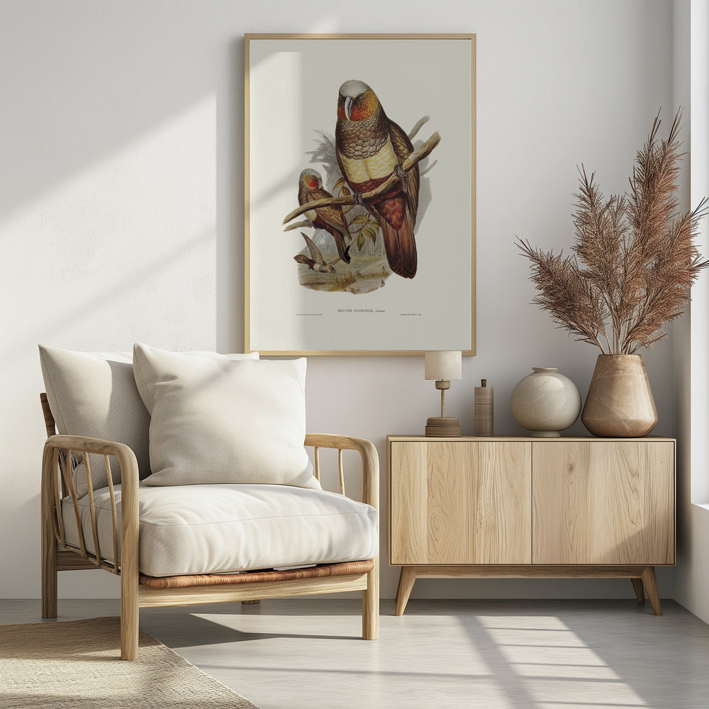 Prince of Essling's Parrot