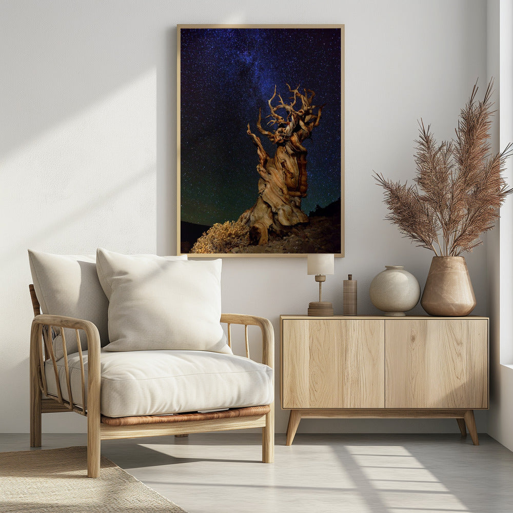 Bristlecone Pine