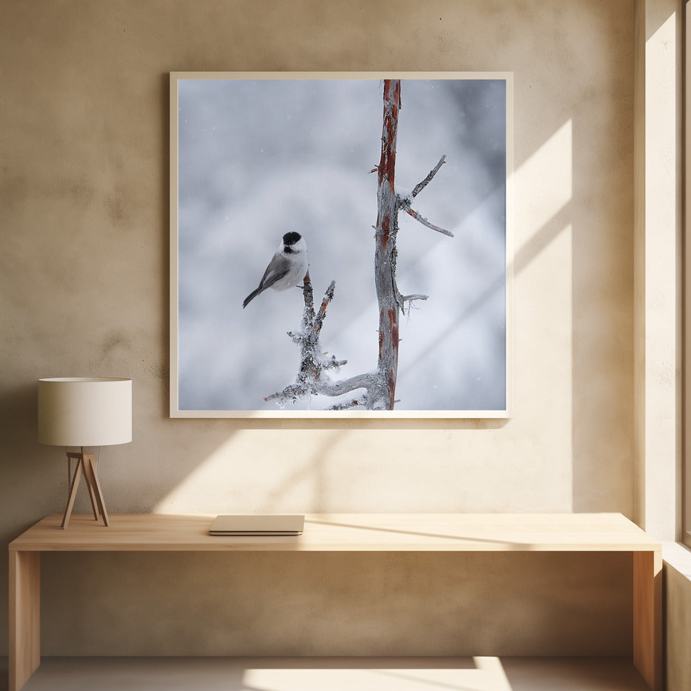 Art Prints of Willow tit