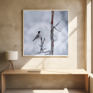 Art Prints of Willow tit