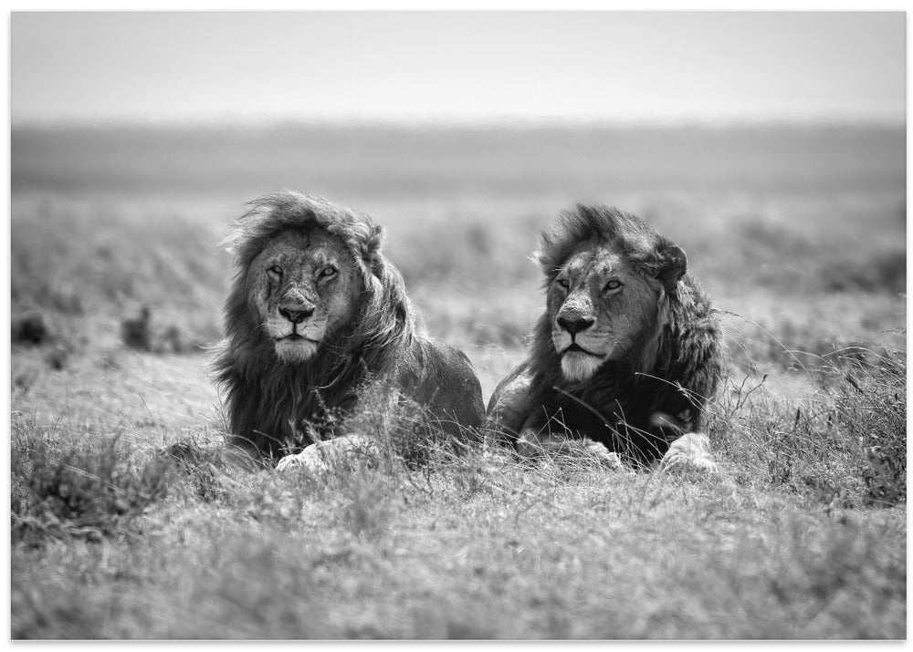 Two kings