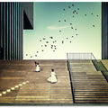 Free like a bird...