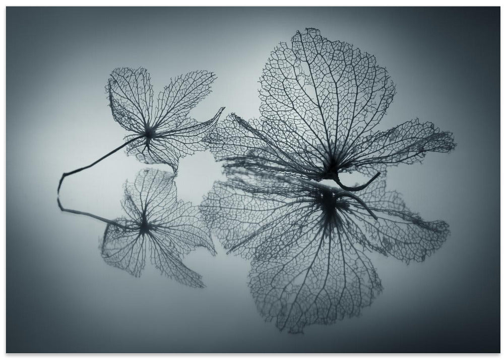 Ephemeral Beauty