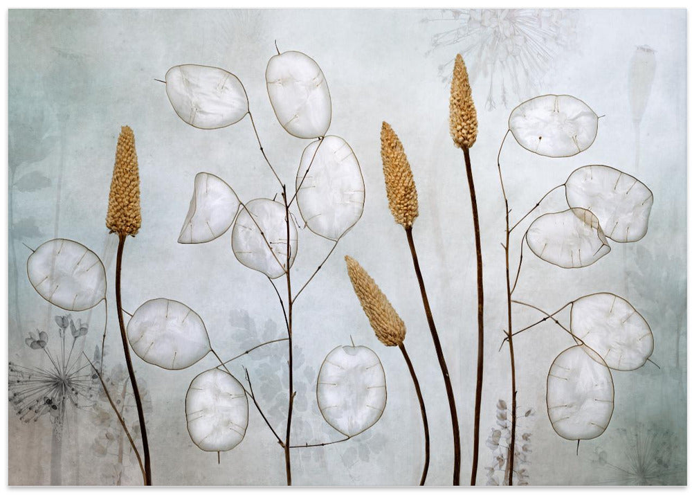 Lunaria
