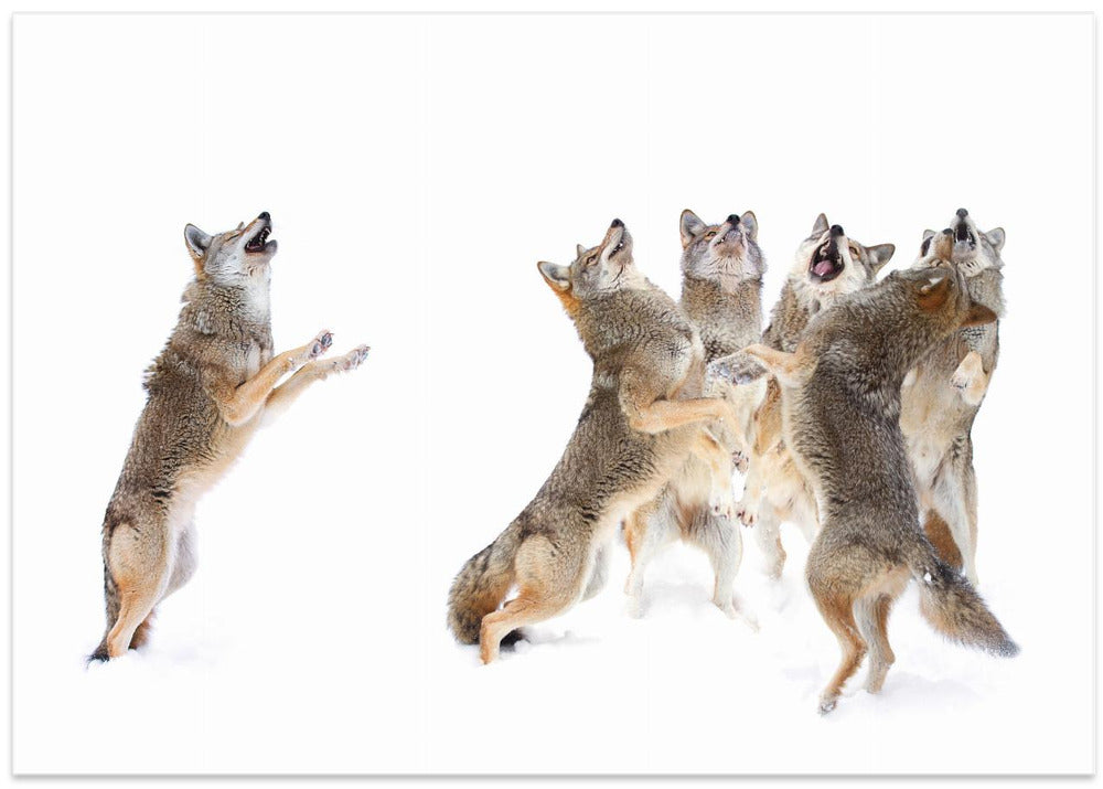 The Choir - Coyotes